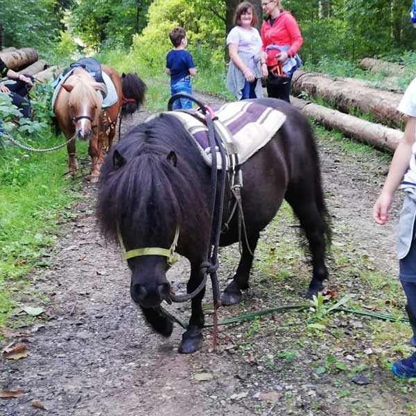 Shetlandpony Jonny im Wald