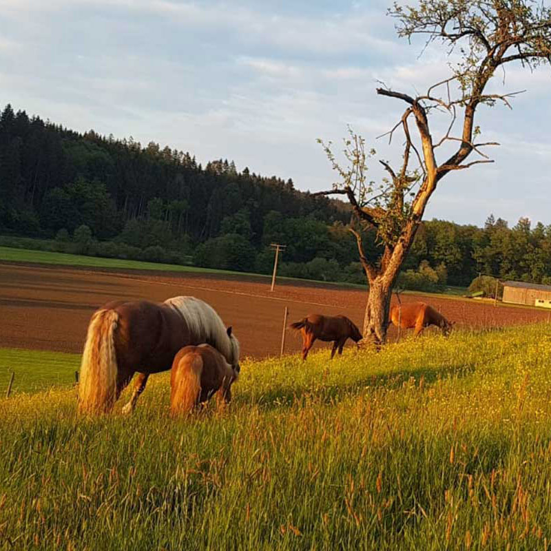 Pferdeherde im Sonnenuntergang auf der Weide