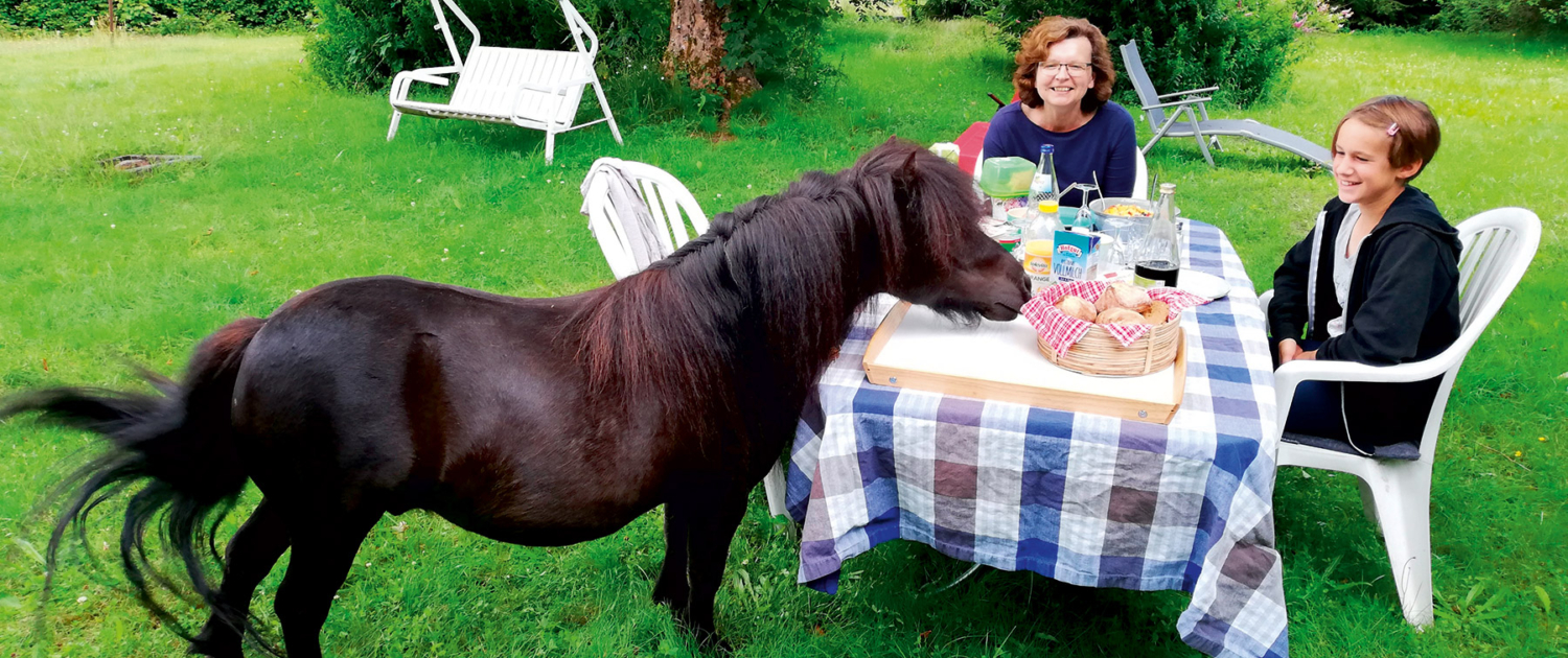 Ein Pony schnuppert an Brötchen, die auf einem Tisch stehen, als Startbild für die Seite FAQ - Häufige Fragen an Camina / Karin Miller