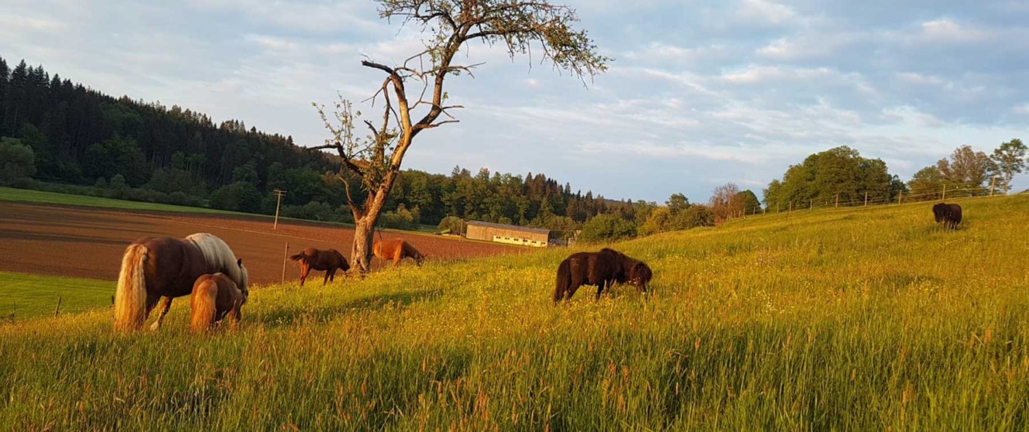 Pferde und Ponys auf der Weide im Abendlicht.