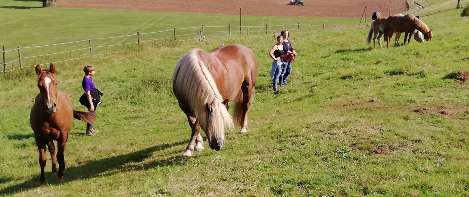 Pferde und Menschen auf einer Weide als Startbild für die Seite Workshops mit Pferden Camina