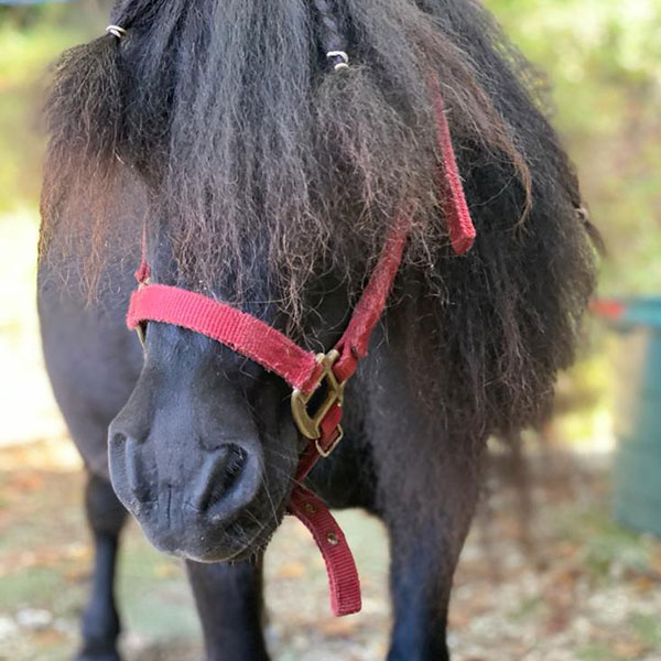Portrait von Pony Hannes, ein kleines schwarzes Pony mit rotem Halfter und Zöpfen